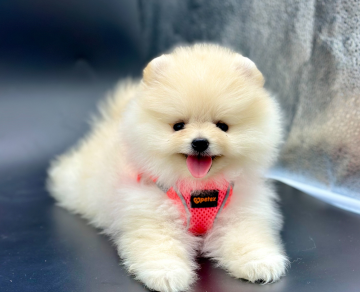 Pomeranian boo eşsiz güzellikte yavrularımız